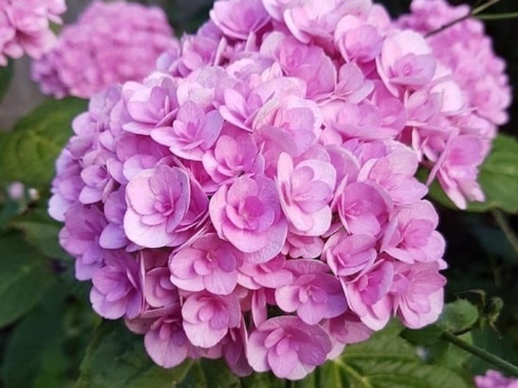 Hortenzia kalinolistá 'Double Pink Love'