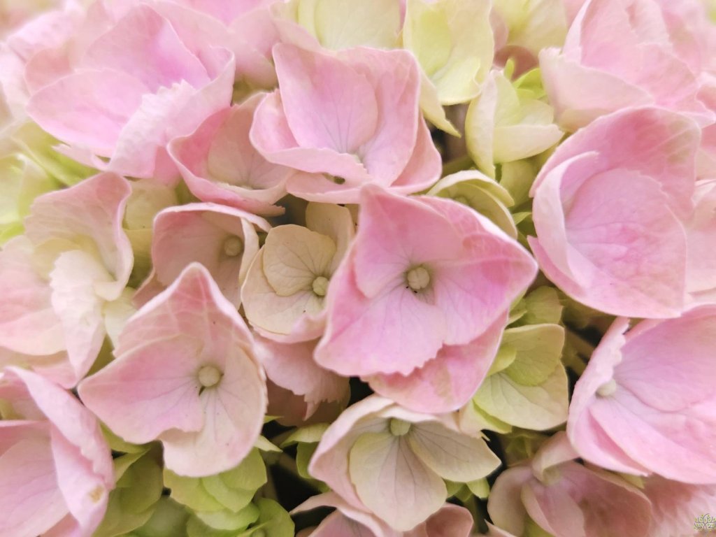 Hortenzia kalinolistá 'HI River' Pink