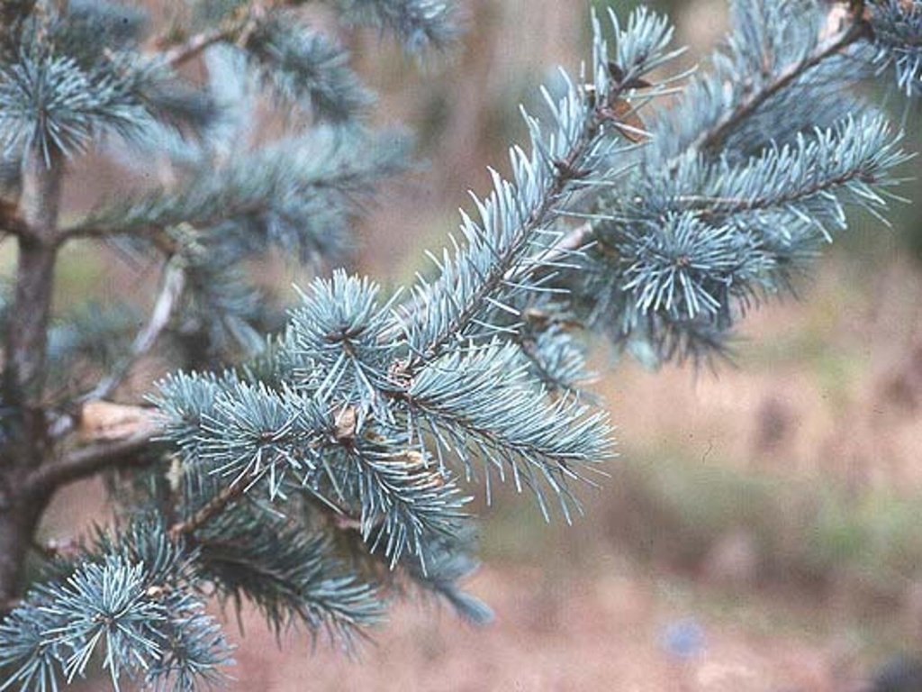 Duglaska tisolistá 'Glauca Compacta'
