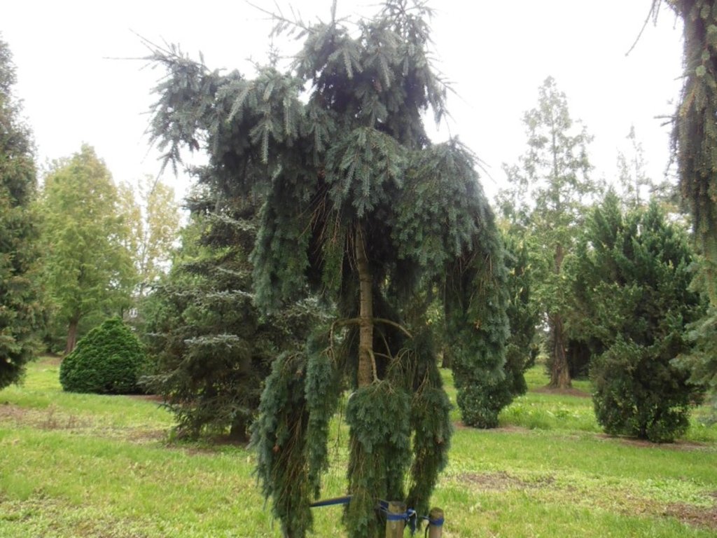 Duglaska tisolistá 'Pendula'