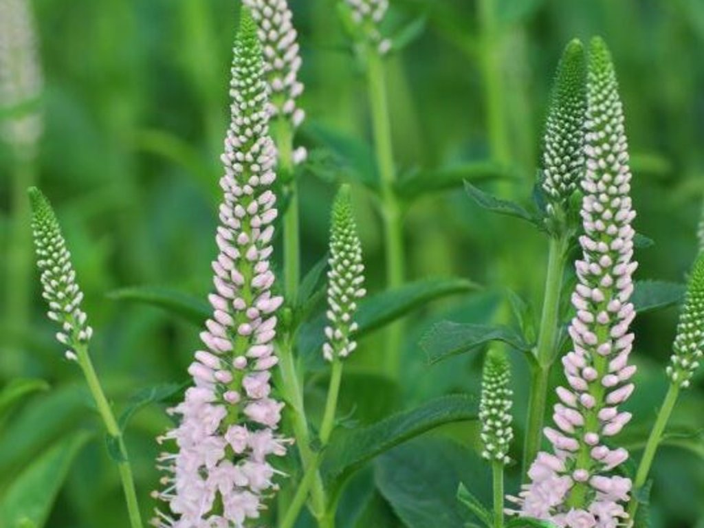 Veronika dlholistá 'First Choice' - Veronica longifolia 'First Choice'