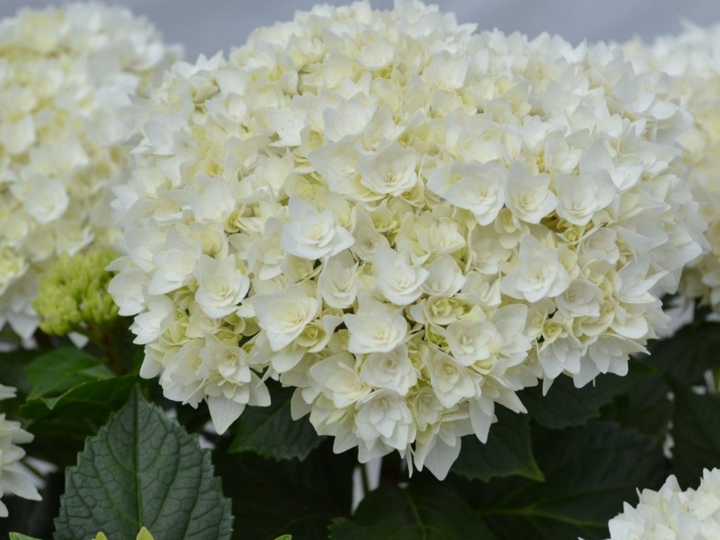 Hortenzia kalinolistá 'Doppio Fredo®'