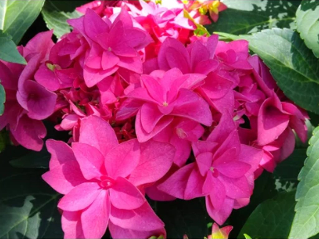 Hortenzia kalinolistá 'Francy Hot Pink'®