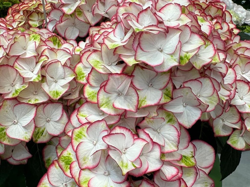 Hortenzia kalinolistá 'HI Moon'