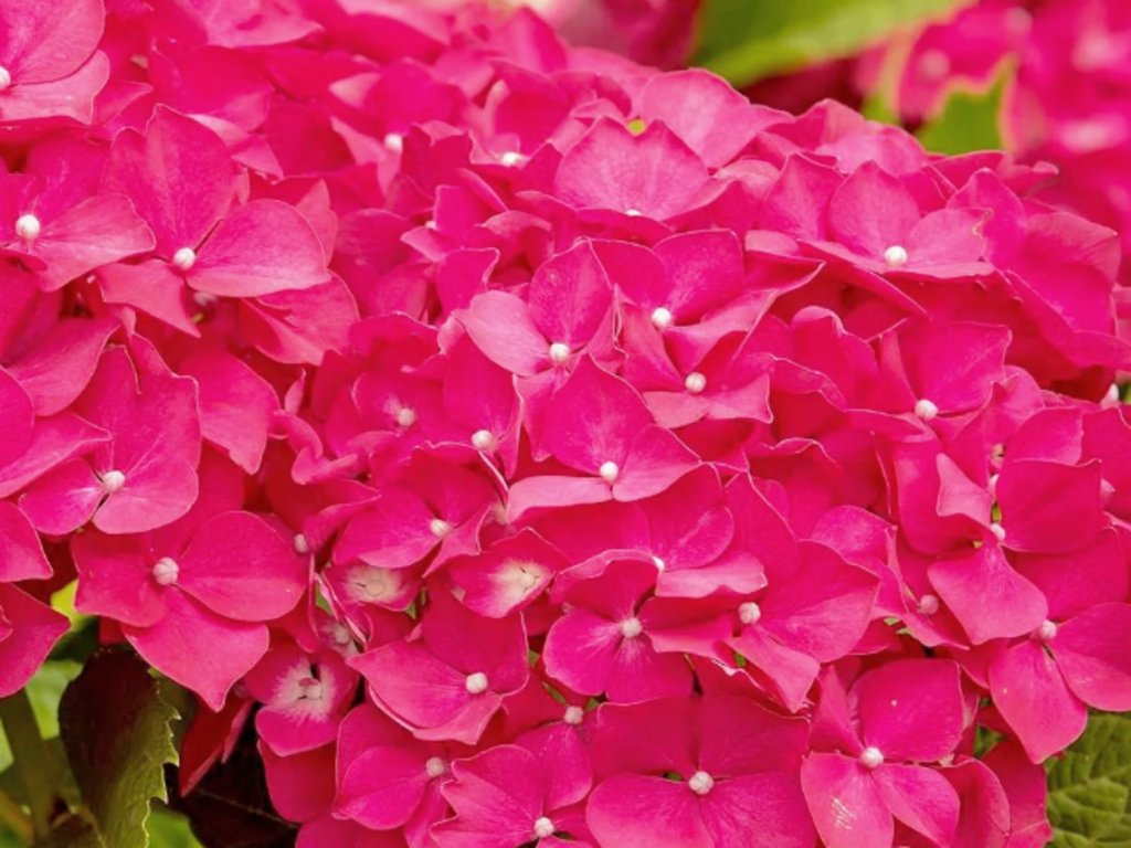 Hortenzia kalinolistá Rebellion® 'Ferrari Love'