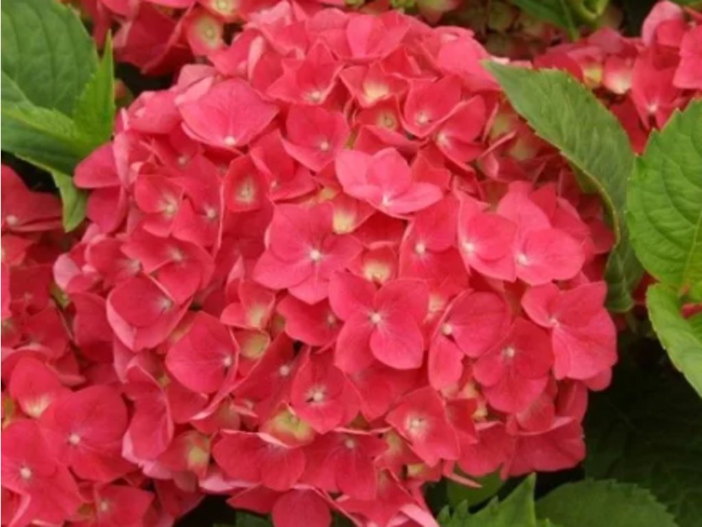 Hortenzia kalinolistá 'Red Power®'