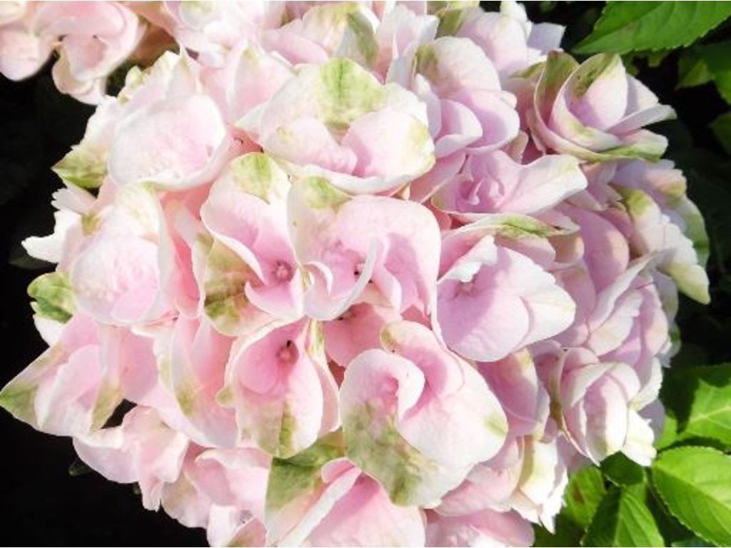 Hortenzia kalinolistá Rembrandt® 'Elegant Rosa'