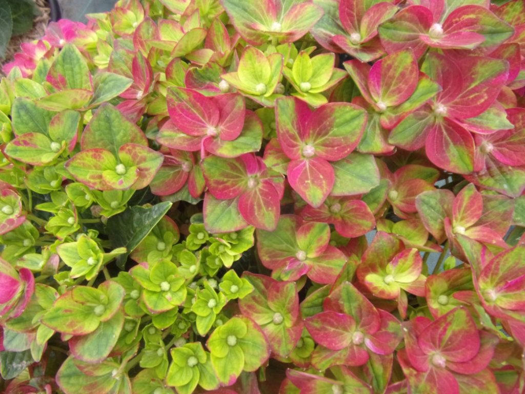 Hortenzia kalinolistá Rembrandt® 'Rosso Glory'