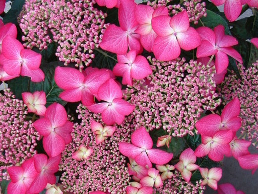 Hortenzia kalinolistá 'Selina'