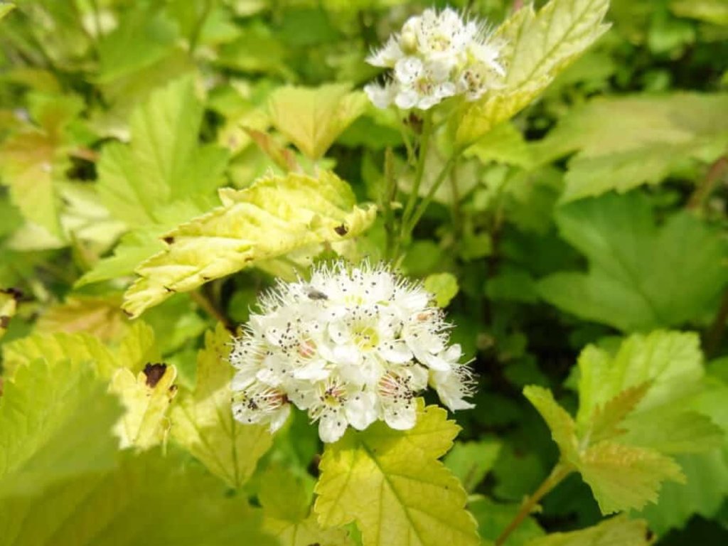 Tavoľa kalinolistá 'Nugget'