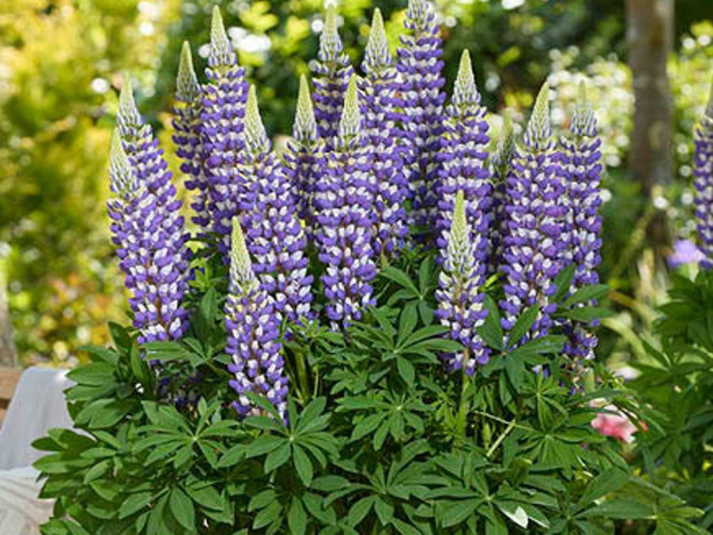 Lupína mnoholistá Lupinova 'Cierra' - Lupinus Lupinova 'Cierra'