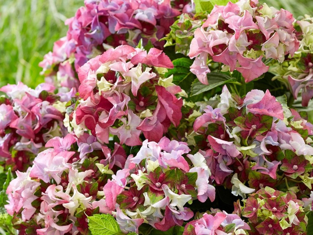 Hortenzia kalinolistá 'Lady Mata Hari'® pink  Hydrangea m. 'Lady Mata Hari'® pink