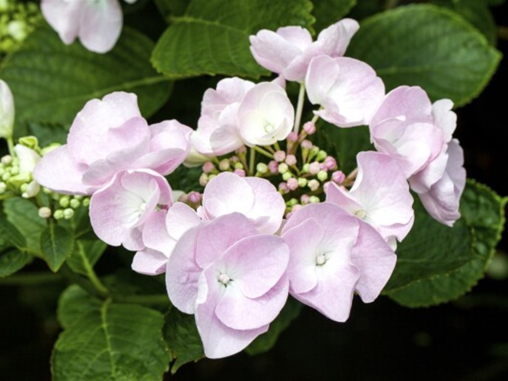 Hortenzia kalinolistá Hovaria® 'Hobella'  Hydrangea m. 'Hovaria® Hobella'