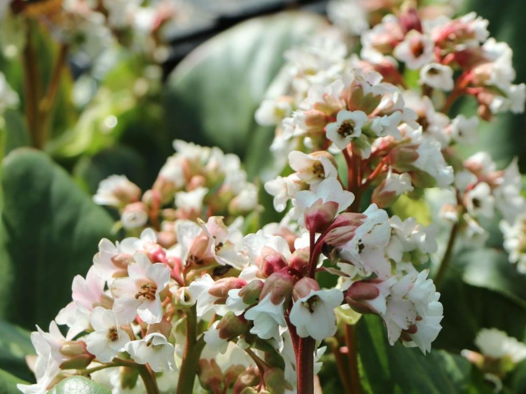 Bergénia tučnolistá 'Bach' - Bergenia cordifolia 'Bach'