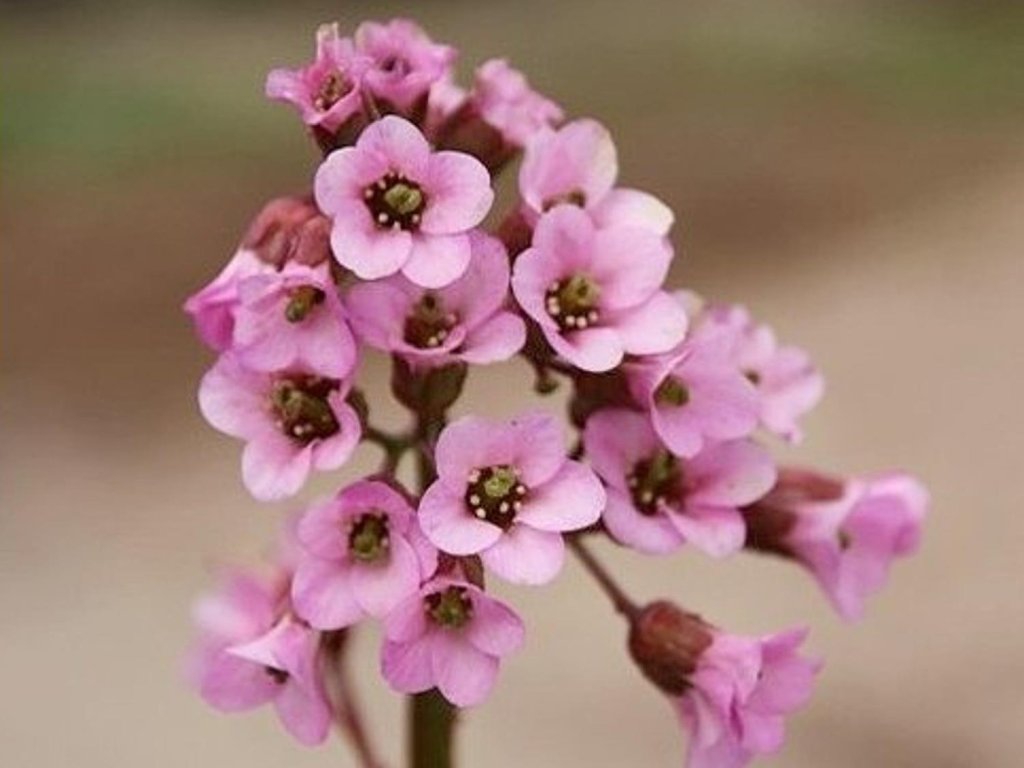 Bergénia tučnolistá 'Oeschberg' - Bergenia cordifolia 'Oeschberg'