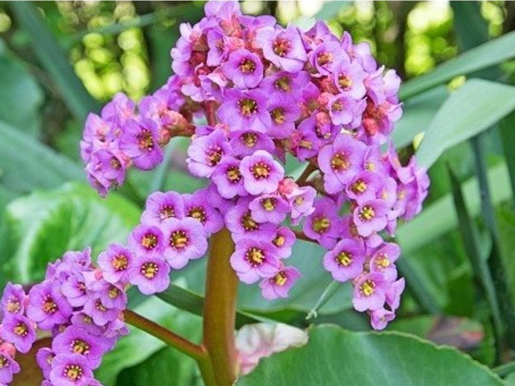 Bergénia tučnolistá  'Rotblum' - Bergenia cordifolia 'Rotblum'