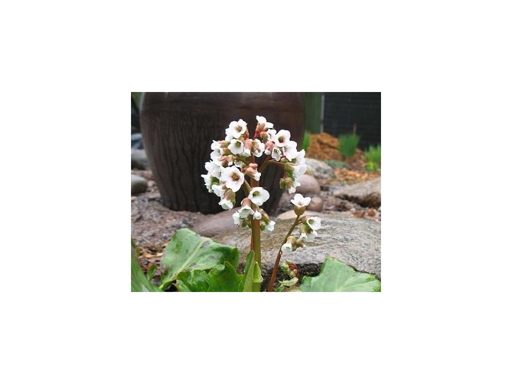 Bergénia srdcovitolistá 'Silberlicht' - Bergenia cordifolia 'Silberlicht'