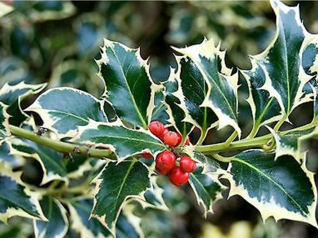 Cezmína ostrolistá 'Argenteo Marginata'
