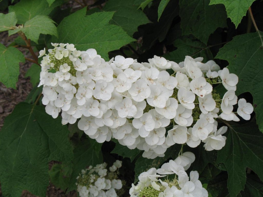Hortenzia dubolistá 'Alice'
