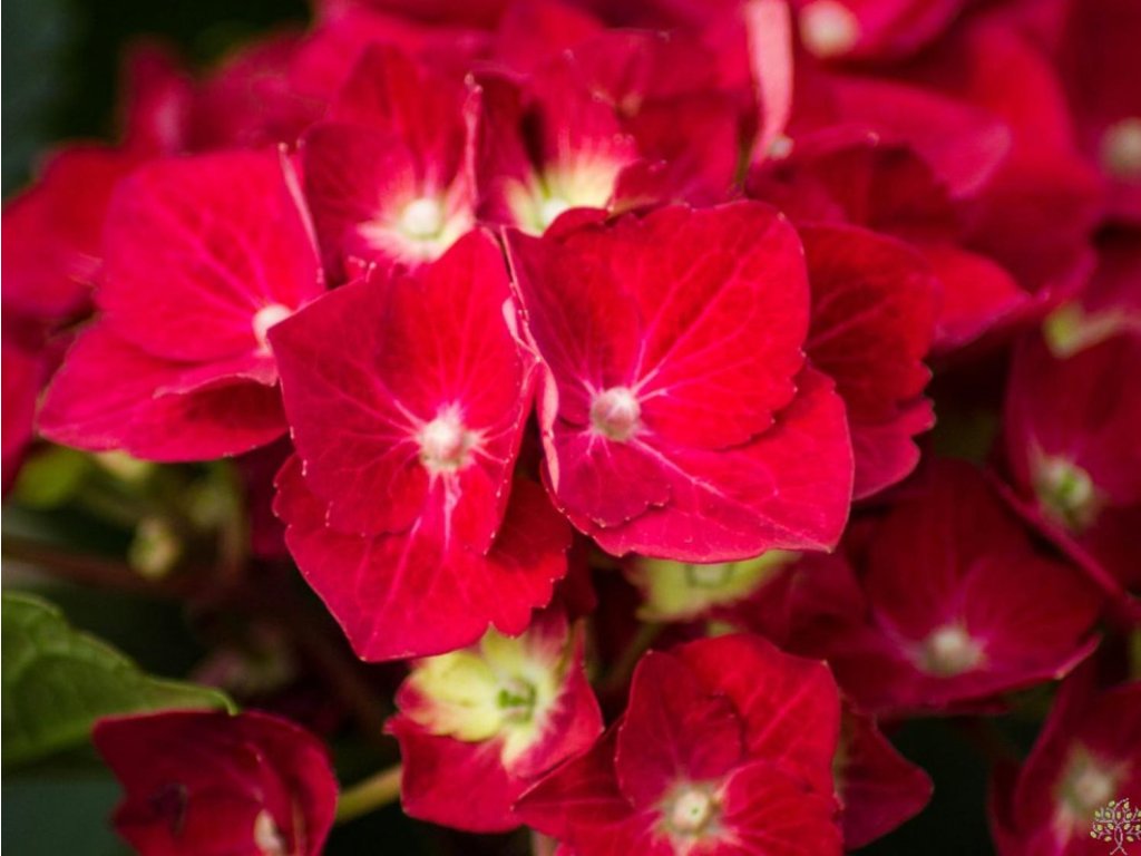 Hortenzia kalinolistá 'Hot Red®'