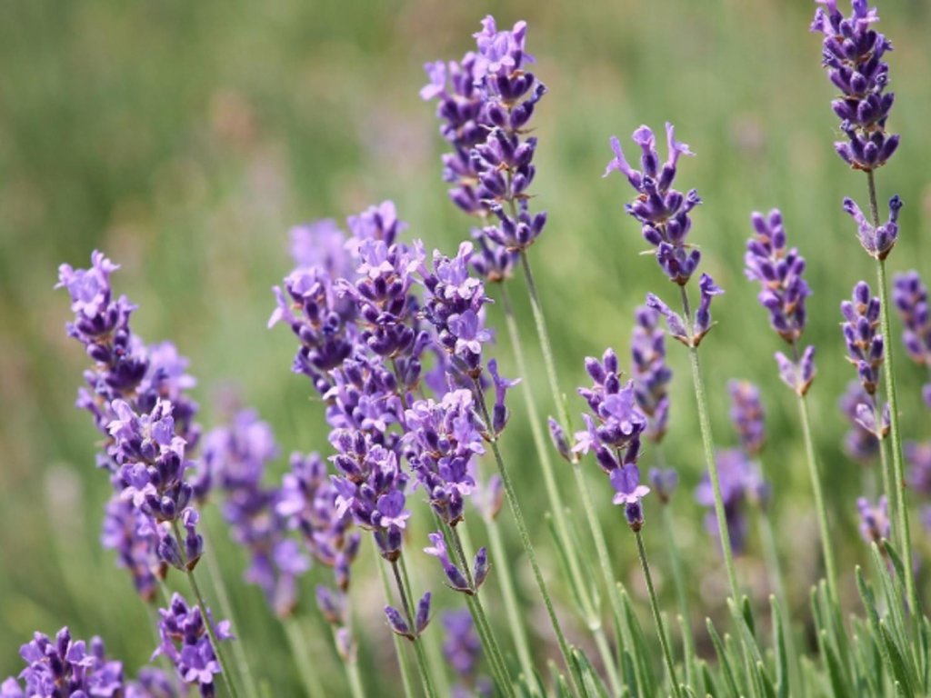 Levanduľa úzkolistá 'Dwarf Blue' - Lavandula angustifolia 'Dwarf Blue'