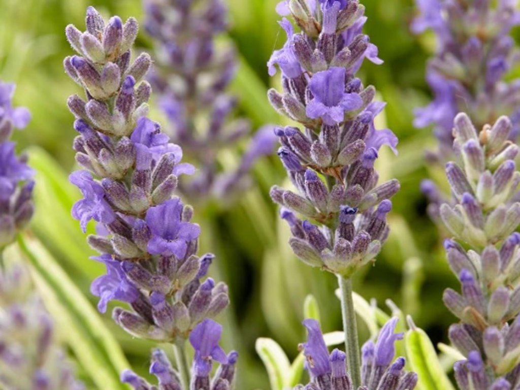Levanduľa úzkolistá 'Platinum Blonde' - Lavandula angustifolia 'Platinum Blonde'