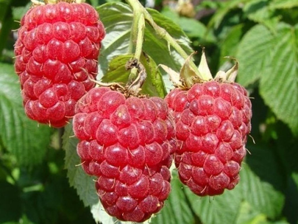 Malina ´Aroma Queen´ remontantná Záhradníctvo Spomyšl