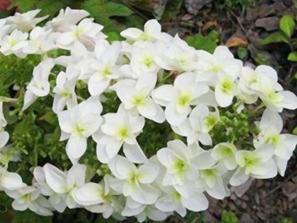 Hortenzia dubolistá 'Snowflake'