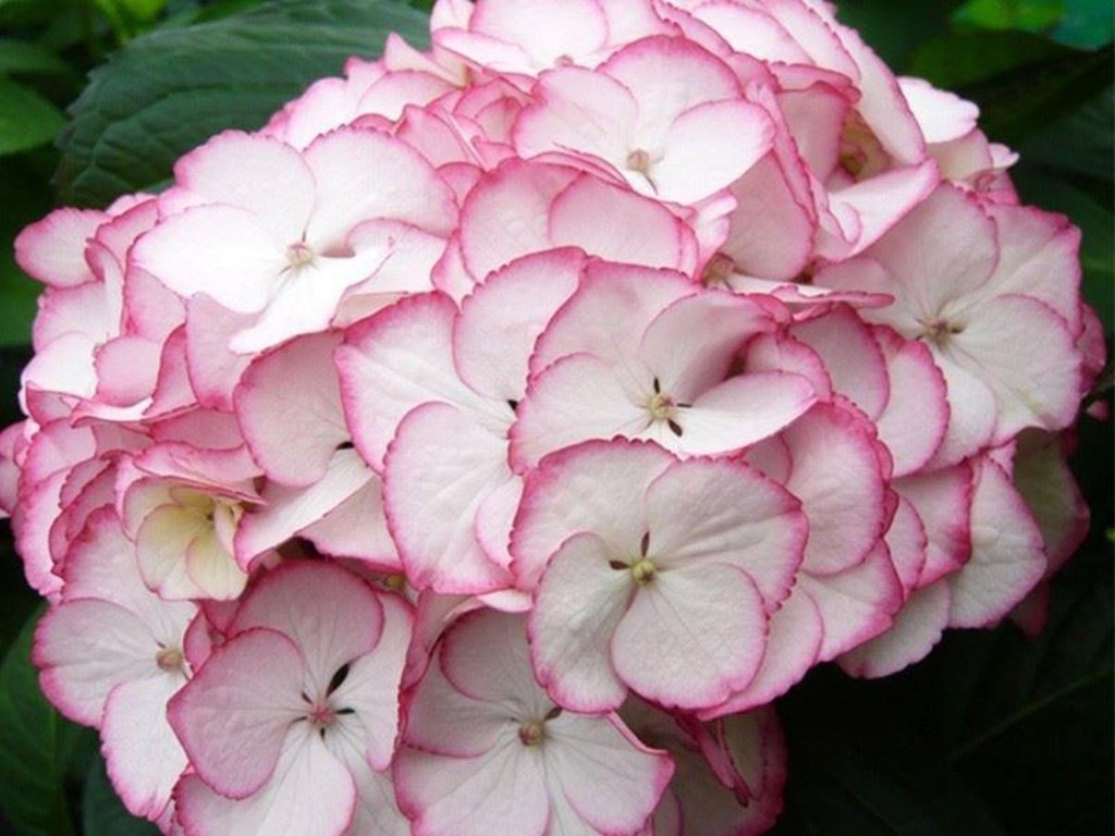 Hortenzia kalinolistá 'Sabrina'