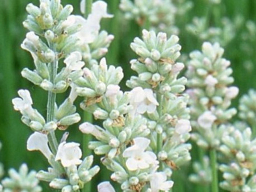 Levanduľa úzkolistá 'Ellagance Snow White' - Lavandula angustifolia 'Ellagance Snow White'