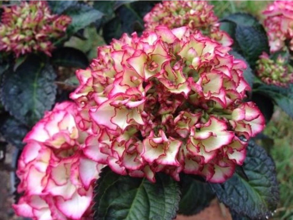 Hortenzia kalinolistá 'Salsa'
