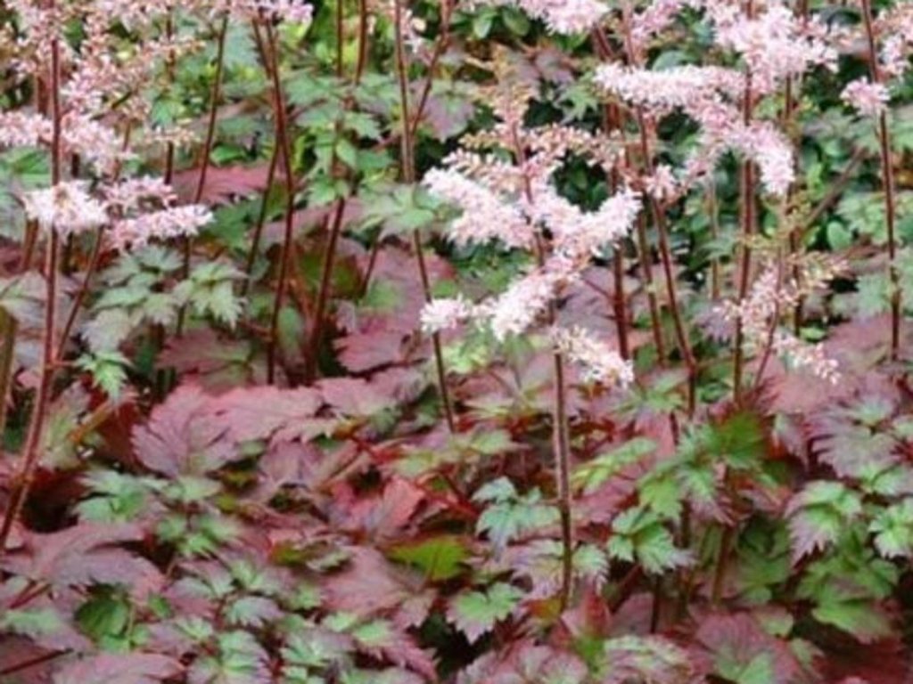 Astilba Arendsova 'Color Flash' - Astilbe arendsii 'Color Flash'