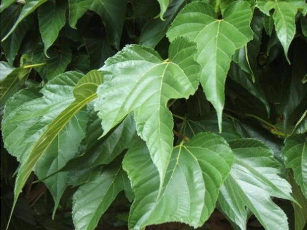 Moruša platanolistá  'Fruitless'