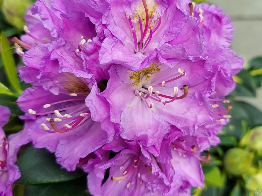 Rododendrón &lsquo;Goldflimmer&rsquo; - Záhradníctvo Spomyšl