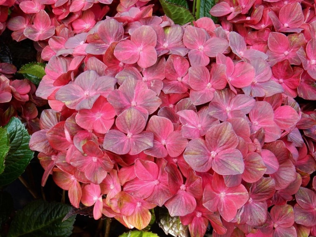 Hortenzia kalinolistá 'Chocolate'