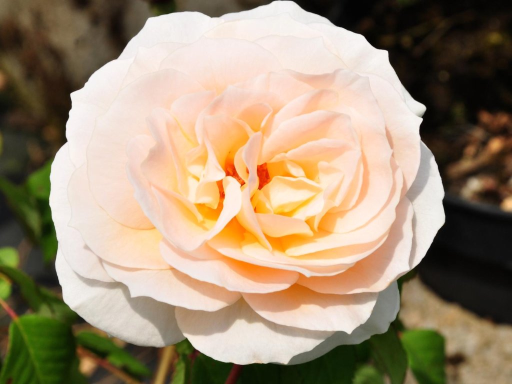 Свит блонди роза в саду. Priscilla caripan горячее. Екатерина коба в молодости. Роза свит блонди. Sweet blondie set.