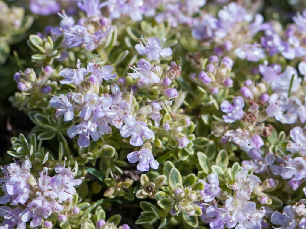 Materina dúška úzkolistá 'Highland Cream' - Thymus serpyllum 'Highland Cream'