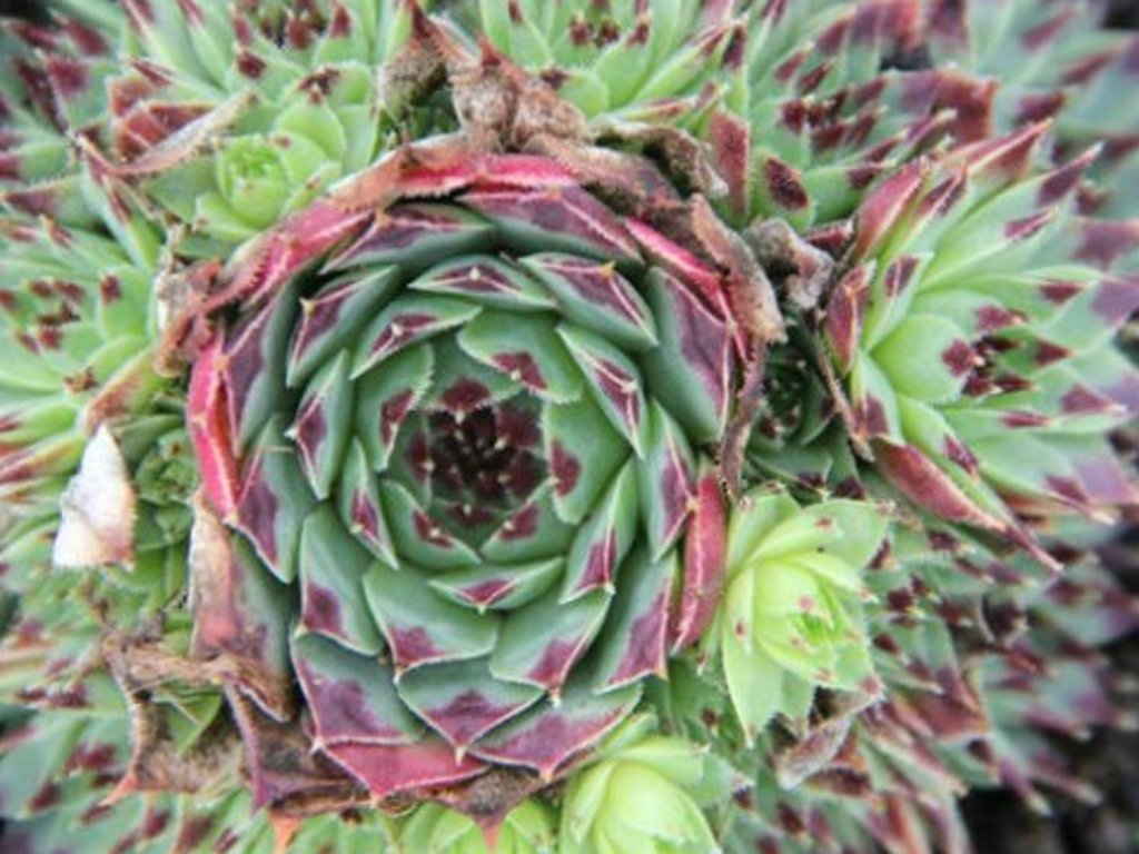 Skalnica vápnomilná 'Bicolor' - Sempervivum calcareum 'Bicolor'