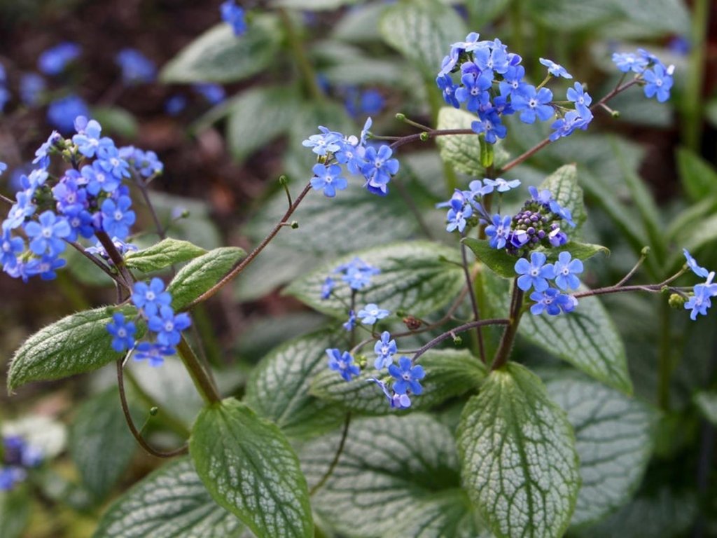 Brunera veľkolistá 'Silver Heart'- Brunnera macrophylla 'Silver Heart'