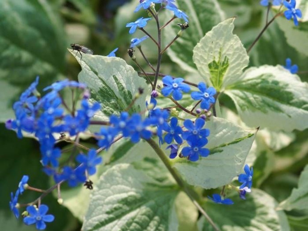 Brunera veľkolistá 'Variegata' - Brunnera macrophylla 'Variegata'