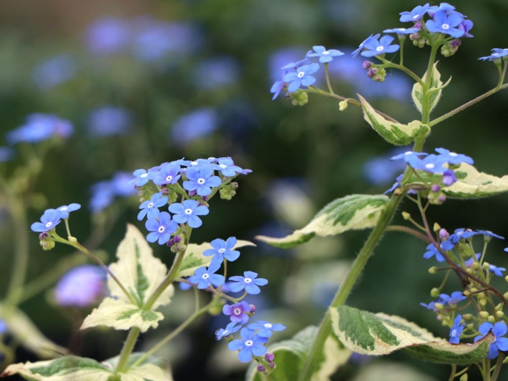 Brunera veľkolistá 'Variegata' - Brunnera macrophylla 'Variegata'