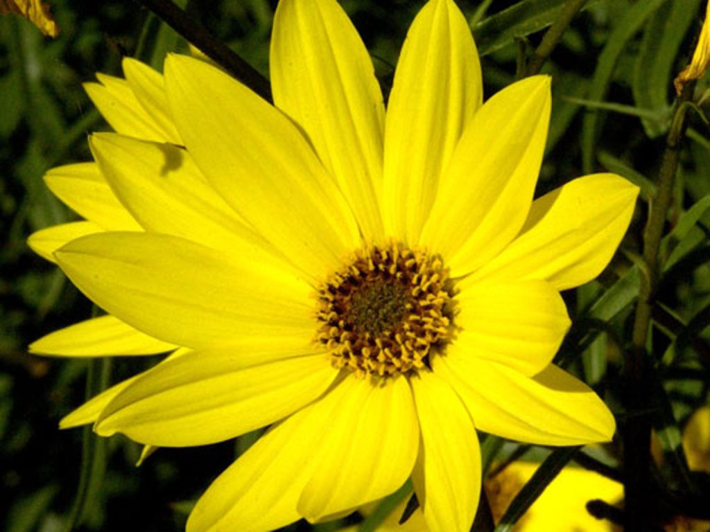 Slnečnica vrbolistá - Helianthus salicifolius