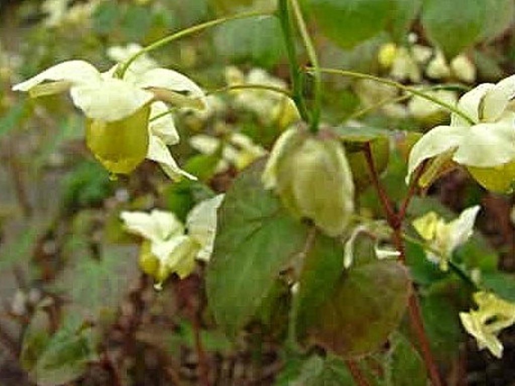 Krpčiarka versicolor 'Sulphureum' - Epimedium versicolor 'Sulphureum'