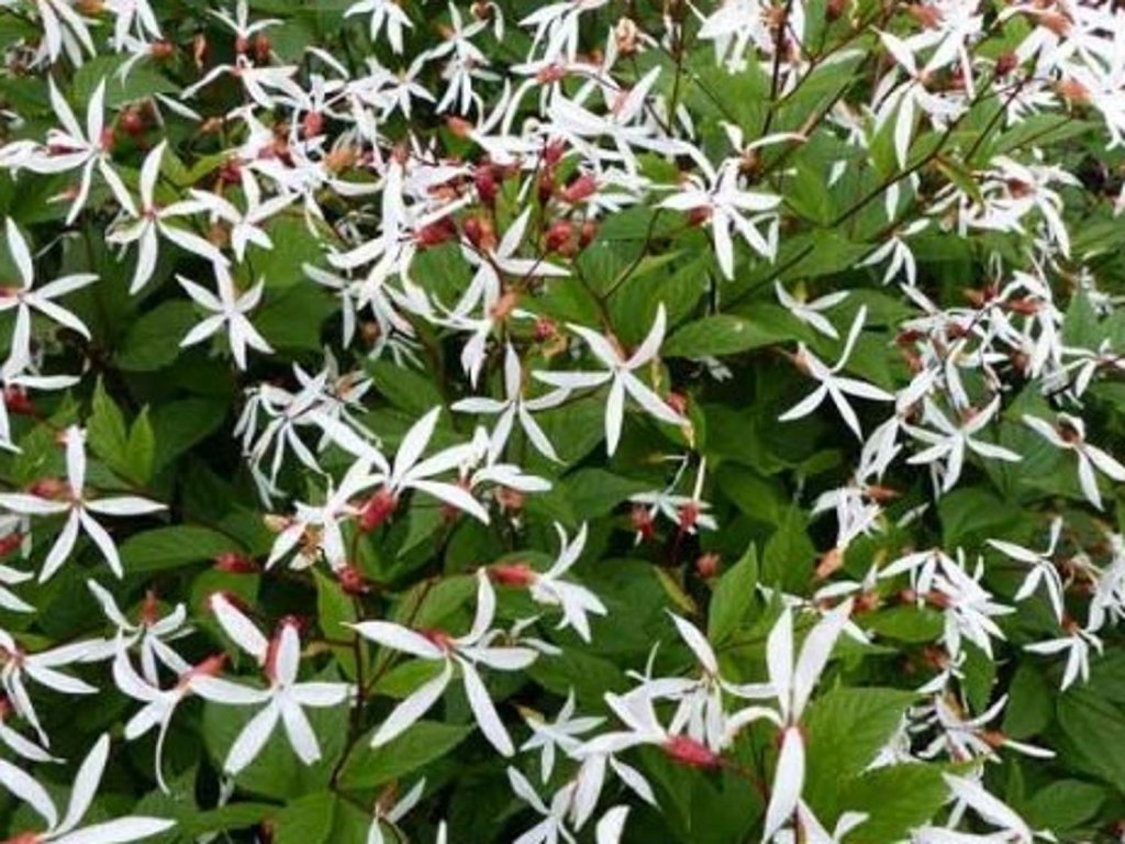 Trubuška trojlistá - Gillenia trifoliata