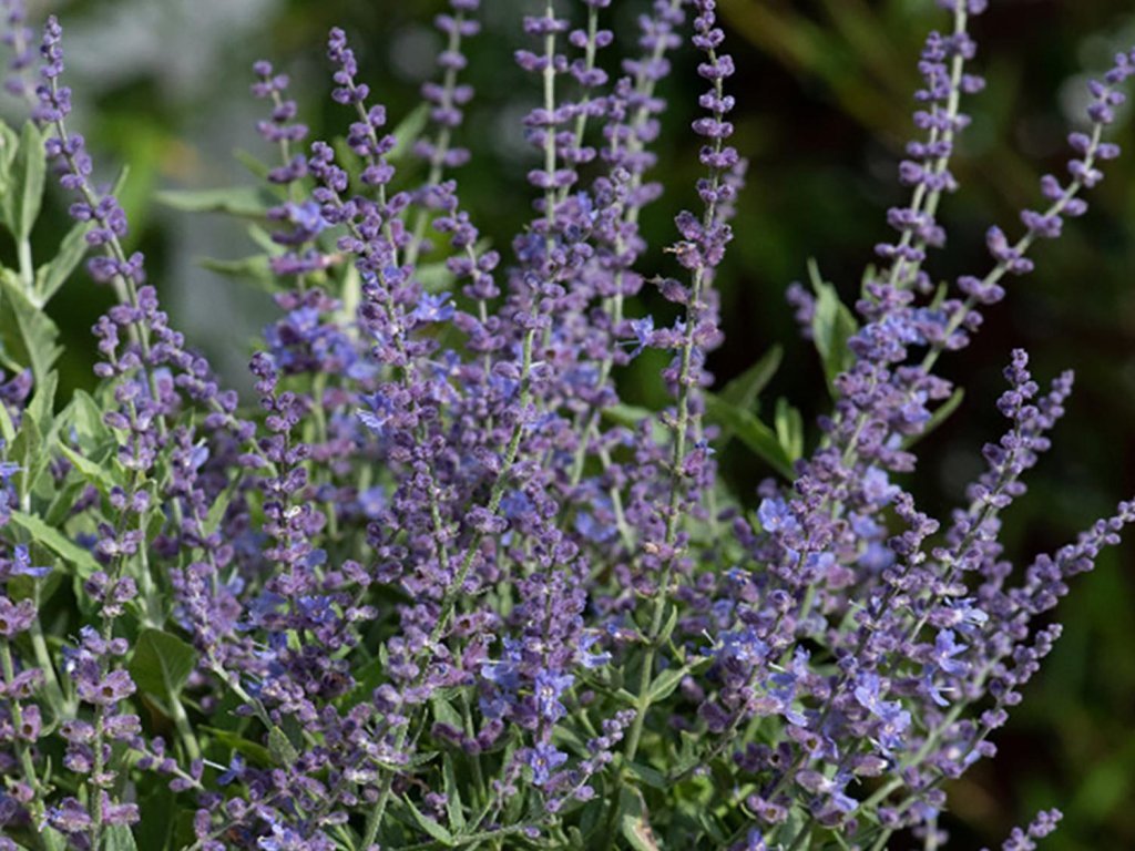 Perovskia lebedolistá 'Bluesette' - Perovskia atriplicifolia 'Bluesette'