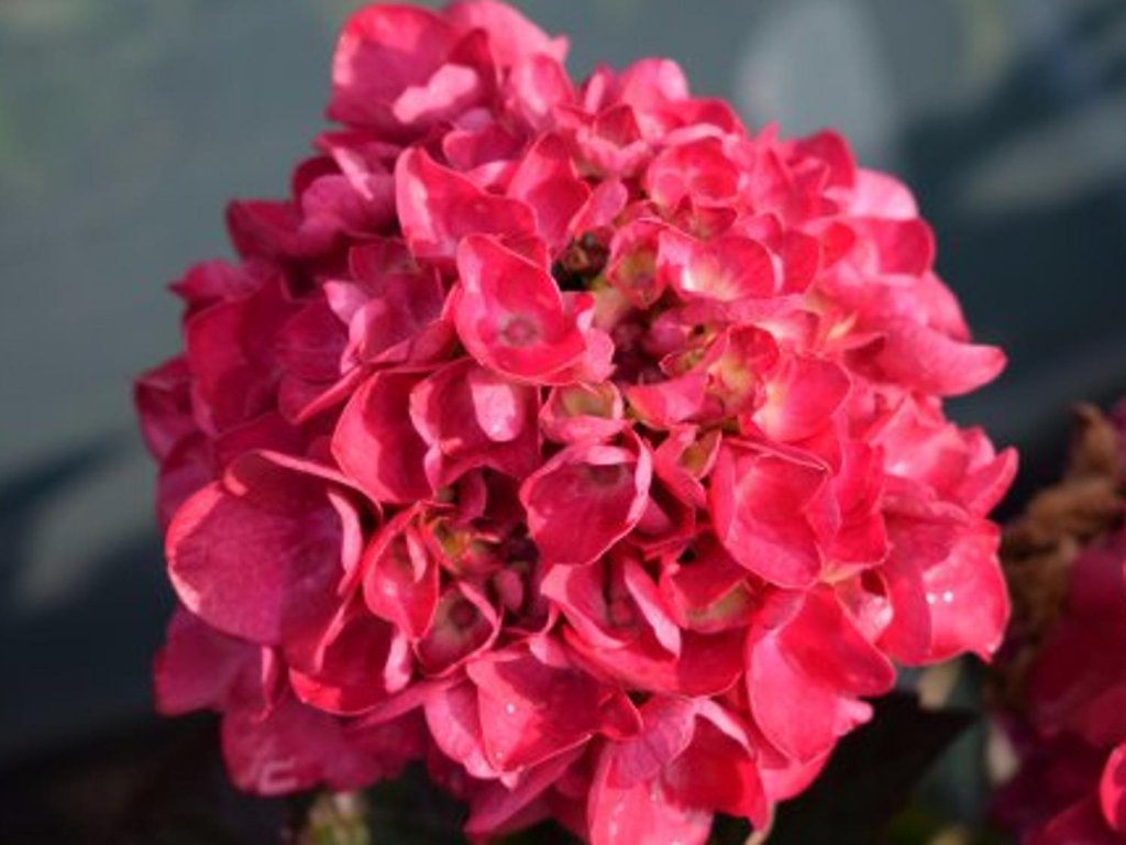 Hortenzia kalinolistá 'Merveille Sanguinea'