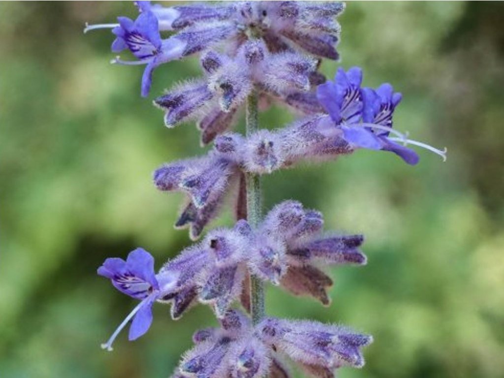 Perovskia lebedolistá - Perovskia atriplicifolia