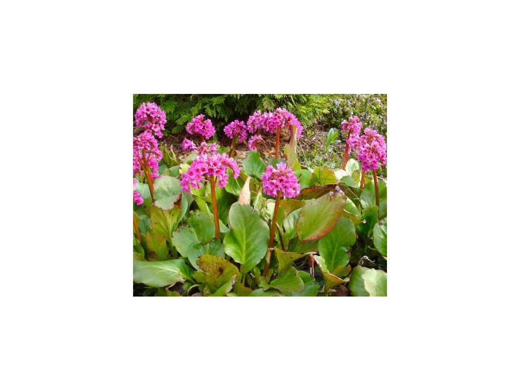 Bergénia srdcovitolistá/Bergenia