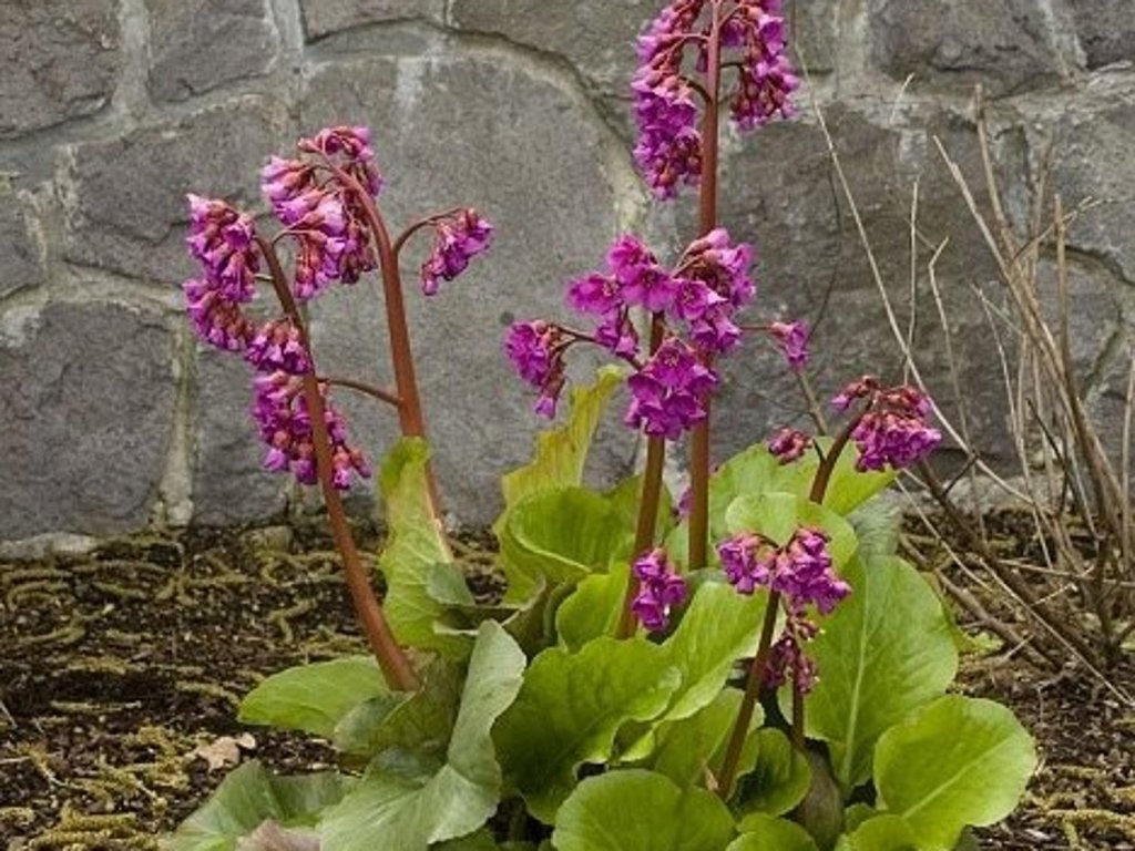 Bergénia srdcovitolistá 'Winterglut' - Bergenia cordifolia 'Winterglut'