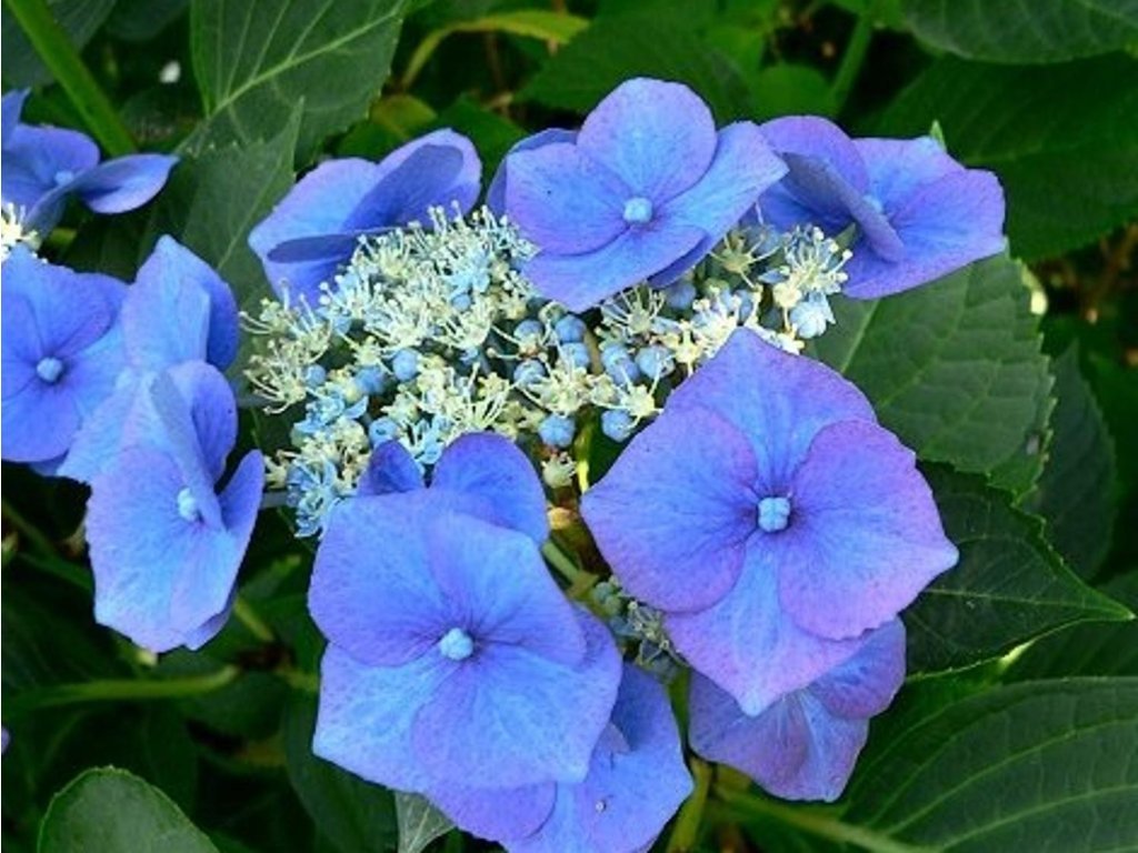 Hortenzia kalinolistá 'Möve'